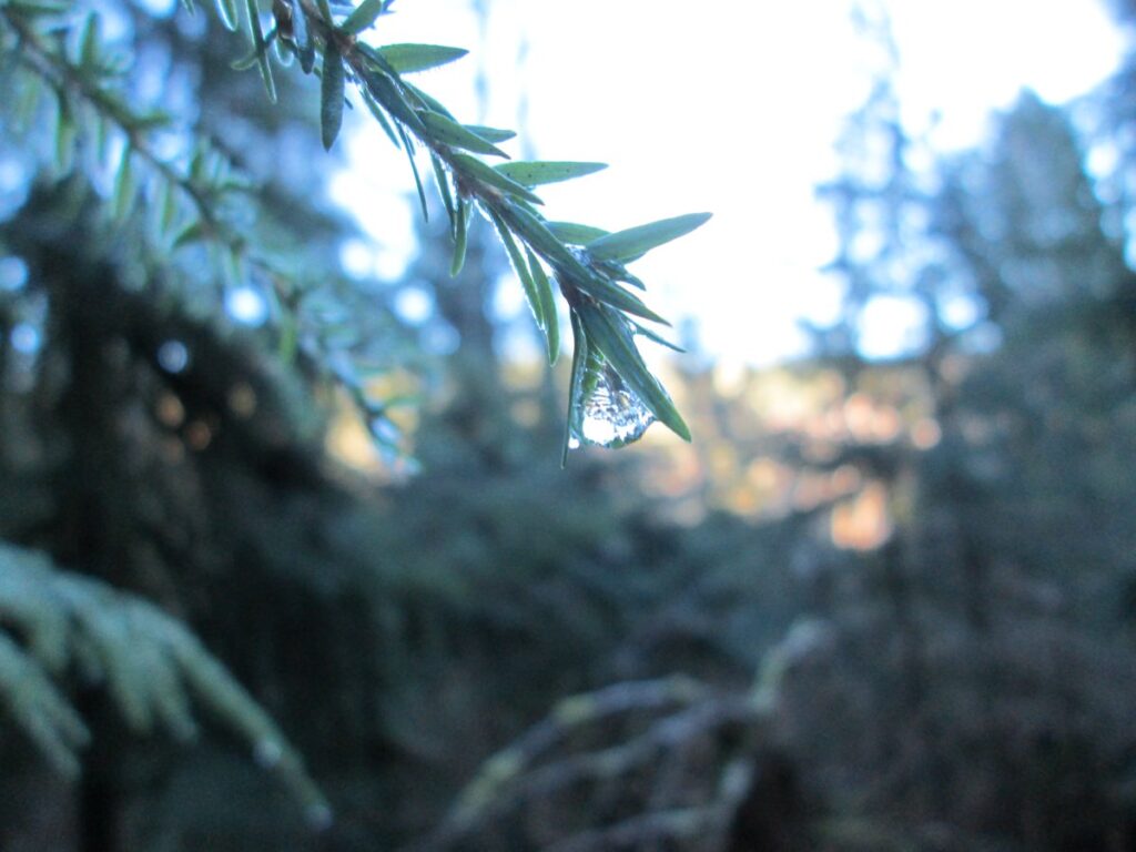 A frozen morning dew clings to the conifer needle in a wintery woods.